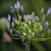 4 July 2015 Agapanthus by lavenderhouse