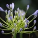 7 July 2015 Agapanthus in more bloom by lavenderhouse
