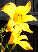 7th Jul 2015 - Yellow Day Lilies