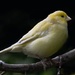 Little yellow bird. by gamelee
