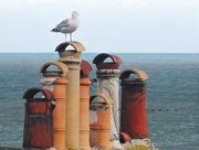 8th Jul 2015 - A Really Potty Seagull