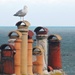 A Really Potty Seagull by will_wooderson