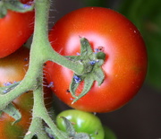 8th Jul 2015 - First red tomatoes
