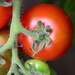 First red tomatoes by busylady