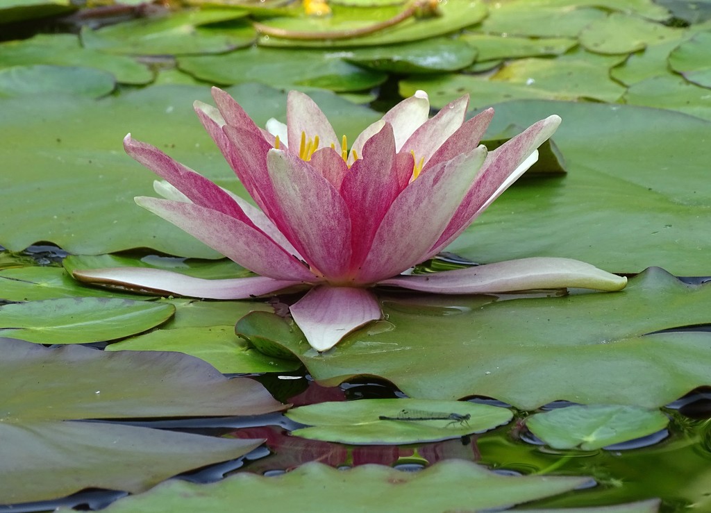 Pond Lily with Damselfly by annepann