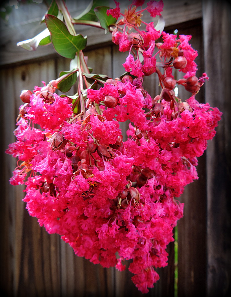 Hanging heavy with flowers! by homeschoolmom