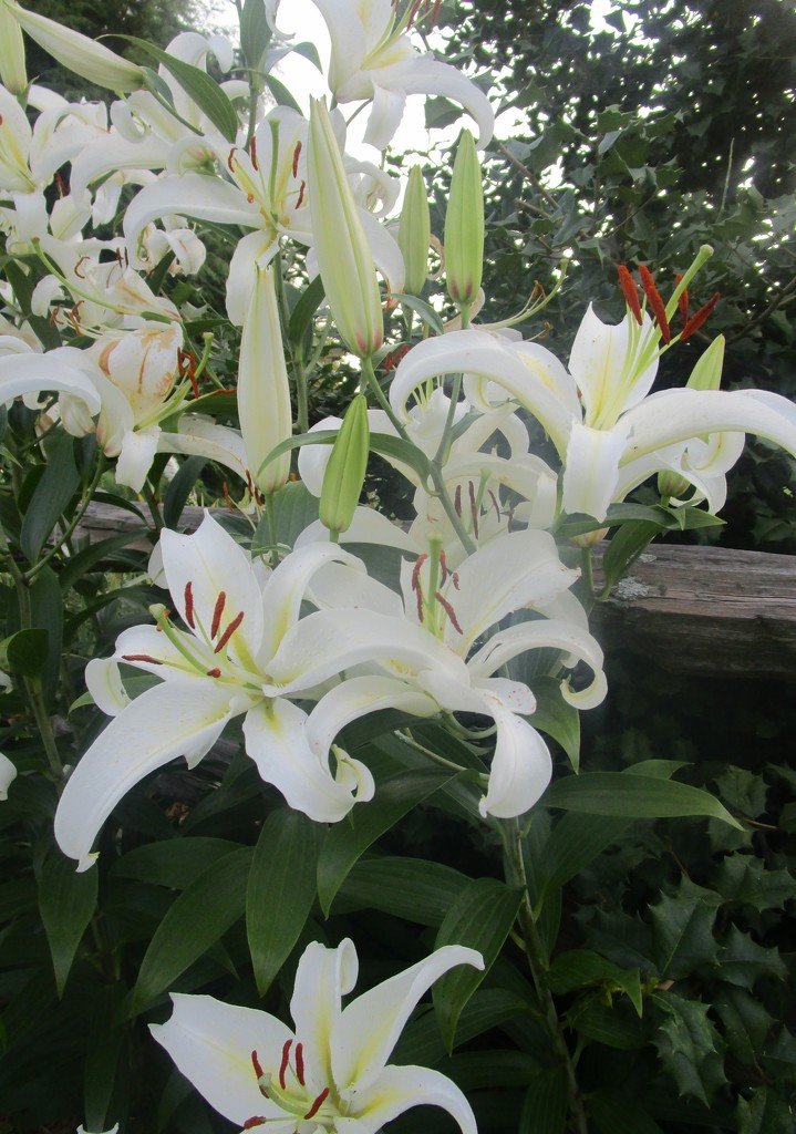 Mary's White Garden by tunia