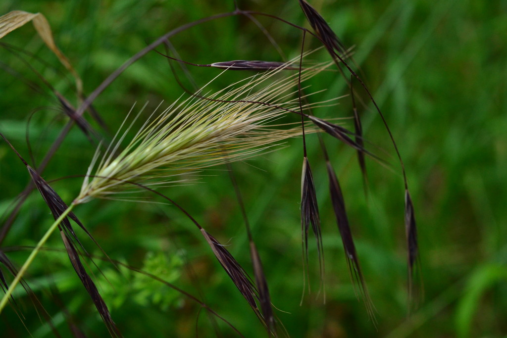 Grasses in the breeze by ziggy77