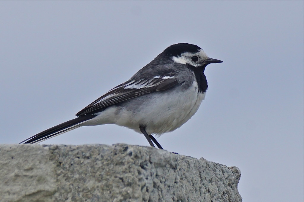 PIED WAGTAIL by markp