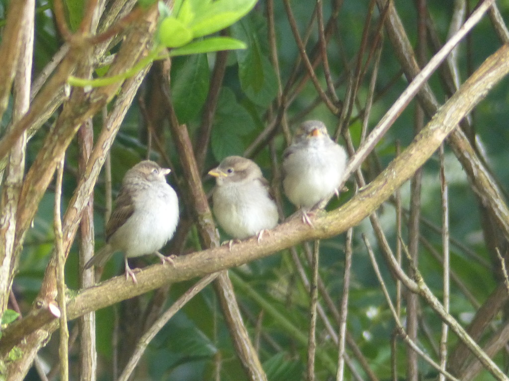  Three Baby Sparrows by susiemc