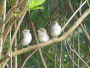 5th Jul 2015 -  Three Baby Sparrows
