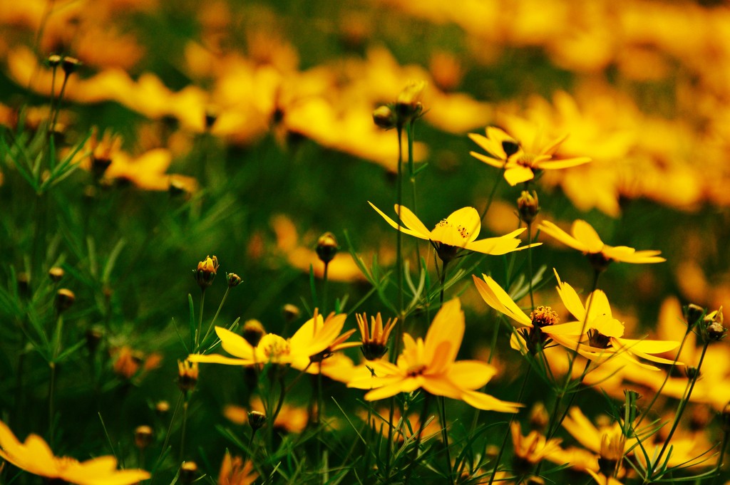 Coreopsis by dianen