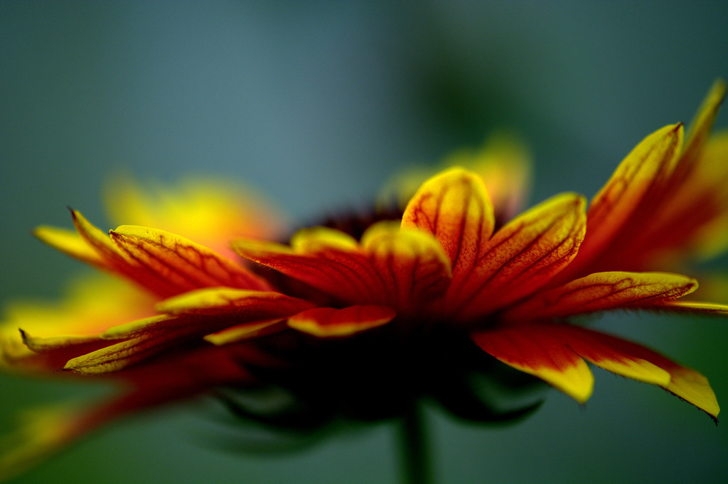 Red and Yellow by jayberg