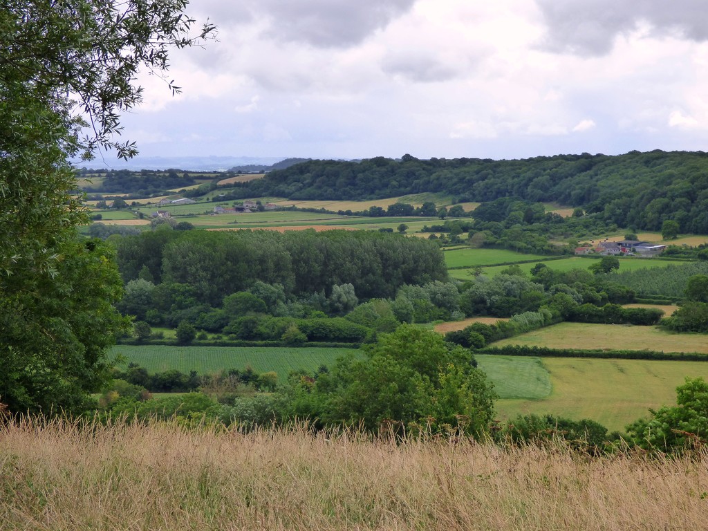 From High Ham towards Pitney Wood by julienne1
