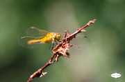 8th Jul 2015 - Dragonfly