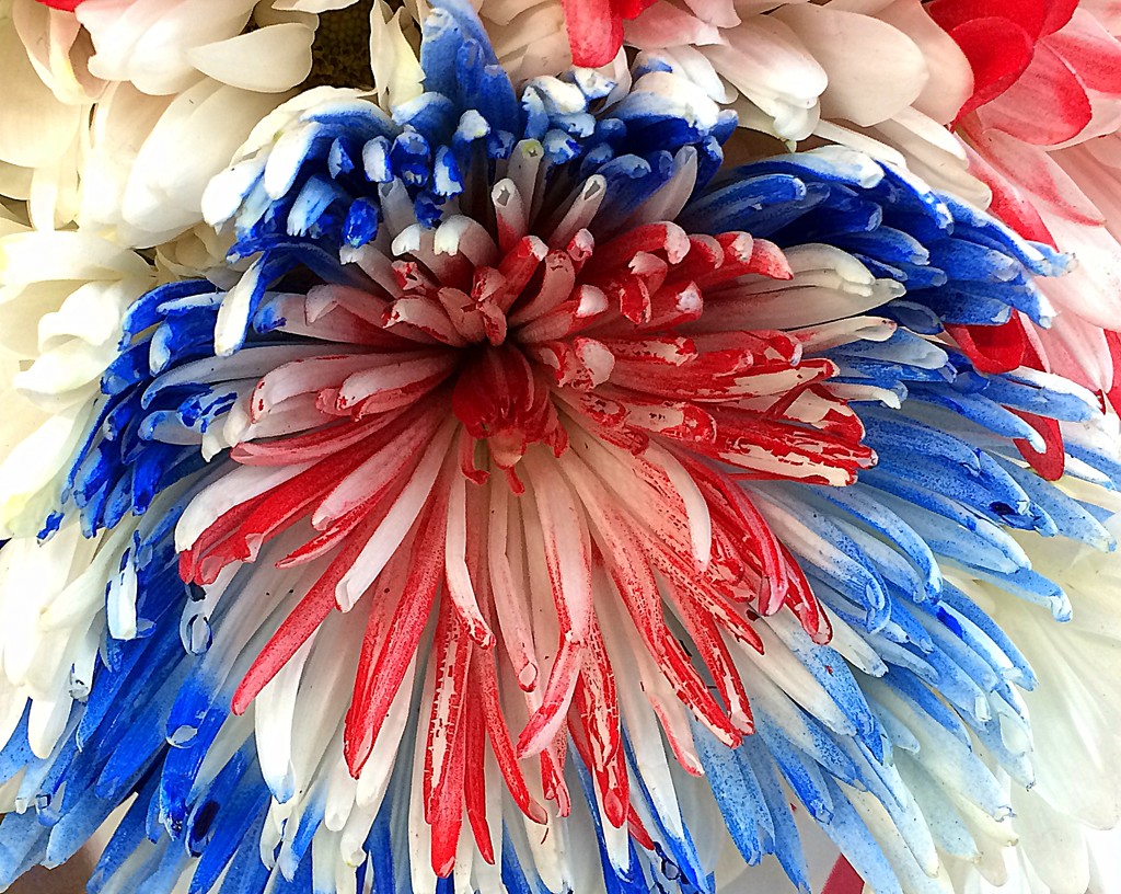 Red, white and blue flower! by homeschoolmom