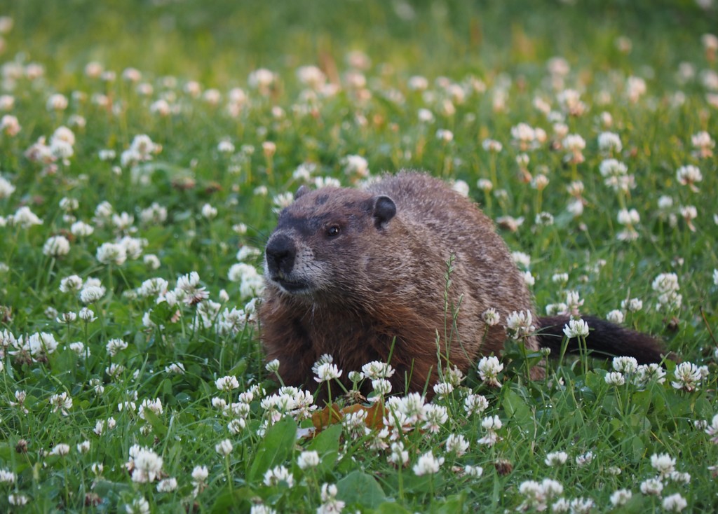 George Groundhog by selkie