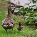 Quack by edorreandresen