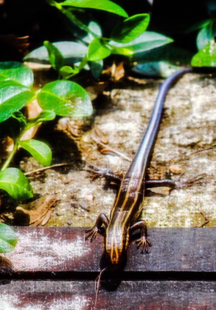 Blue Tailed Skink by mzzhope