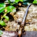 Blue Tailed Skink by mzzhope