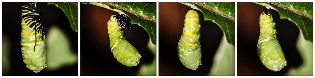 The Pupa Dance by mzzhope