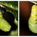 The Pupa Dance by mzzhope