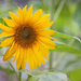 The sunflowers are out in our garden by kiwichick