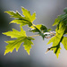 Maple branch in the afternoon light by kiwichick