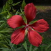 Scarlet hibiscus by congaree