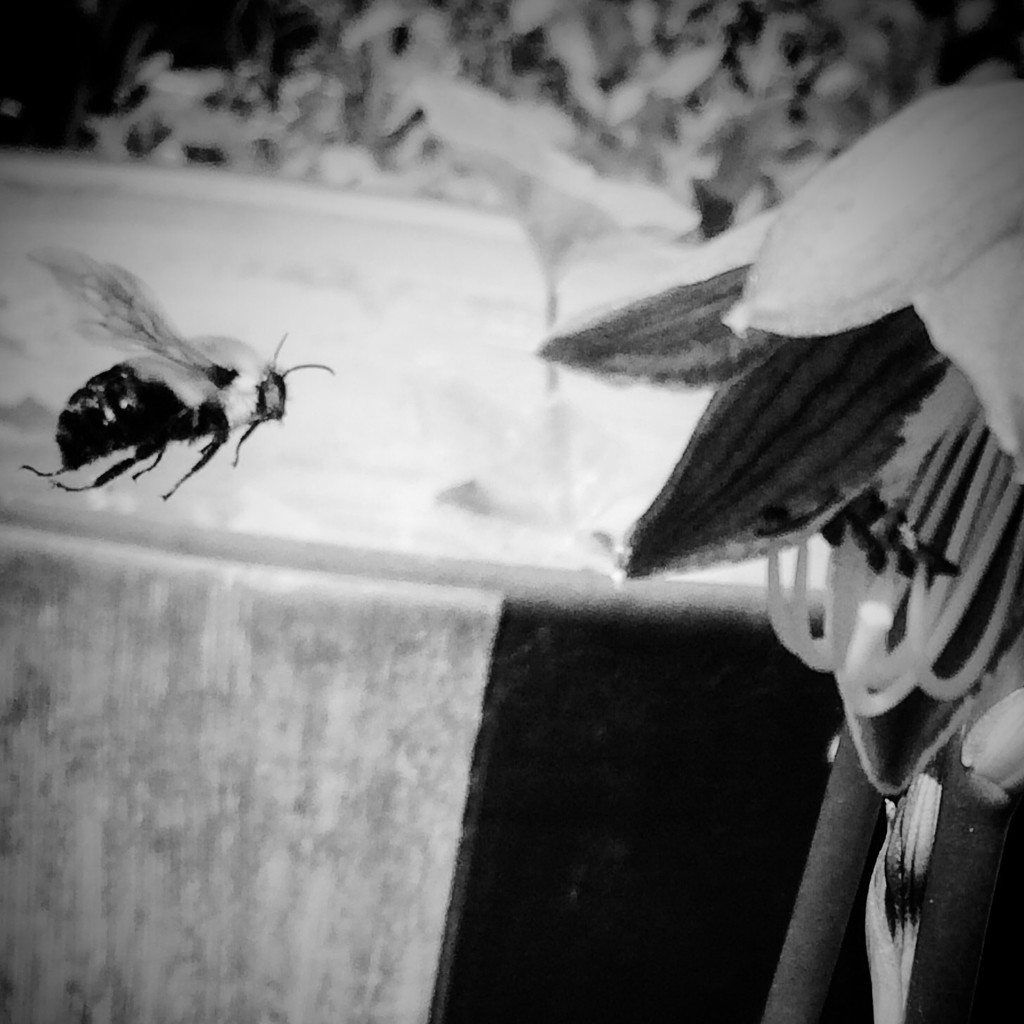Flight of the bumblebee by studiouno