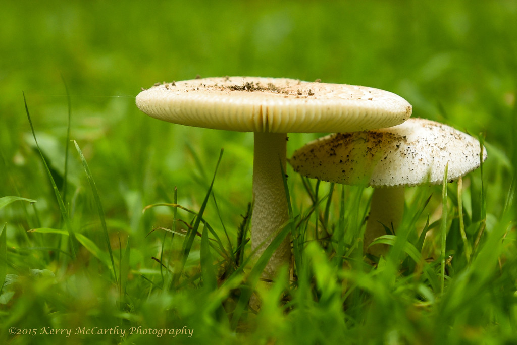 Toadstools by mccarth1