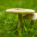 Toadstools by mccarth1
