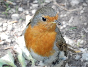 7th Jul 2015 - another day another robin