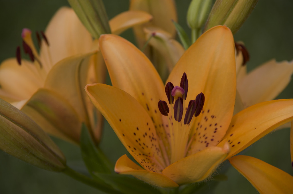Lilies up close by houser934