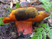 9th Jul 2015 - Moderately interesting mushroom