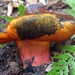 Moderately interesting mushroom by laroque