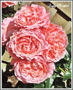 9th Jul 2015 - Blooming Good Roses