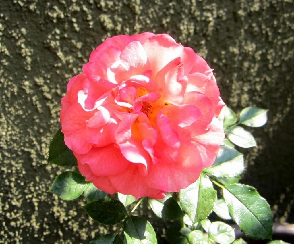 Ružičasta ruža by vesna0210