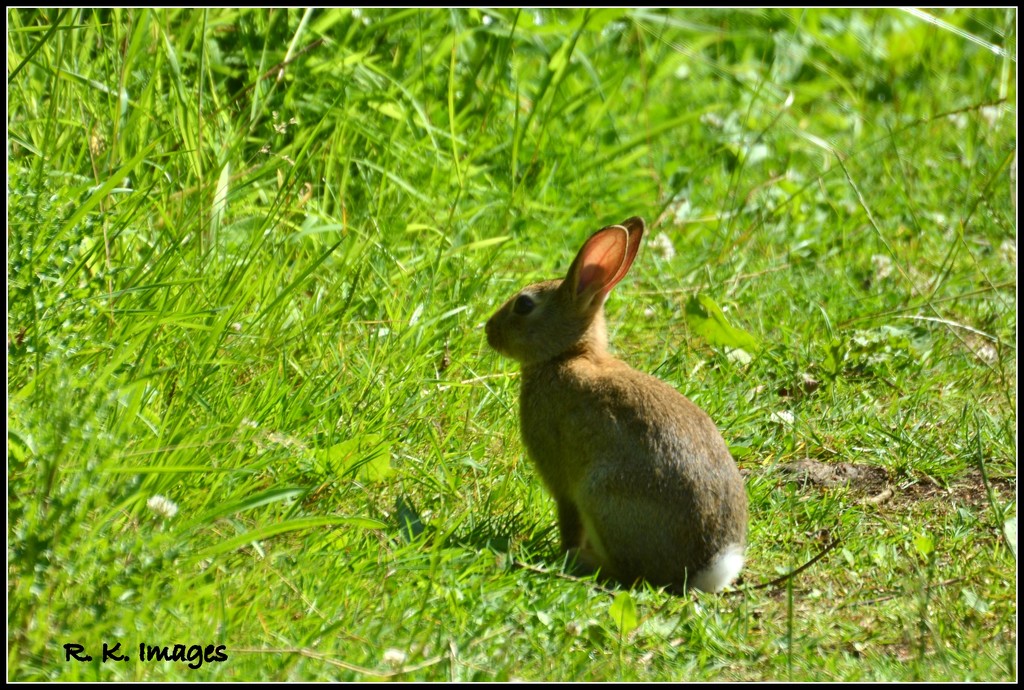 Little bunny by rosiekind