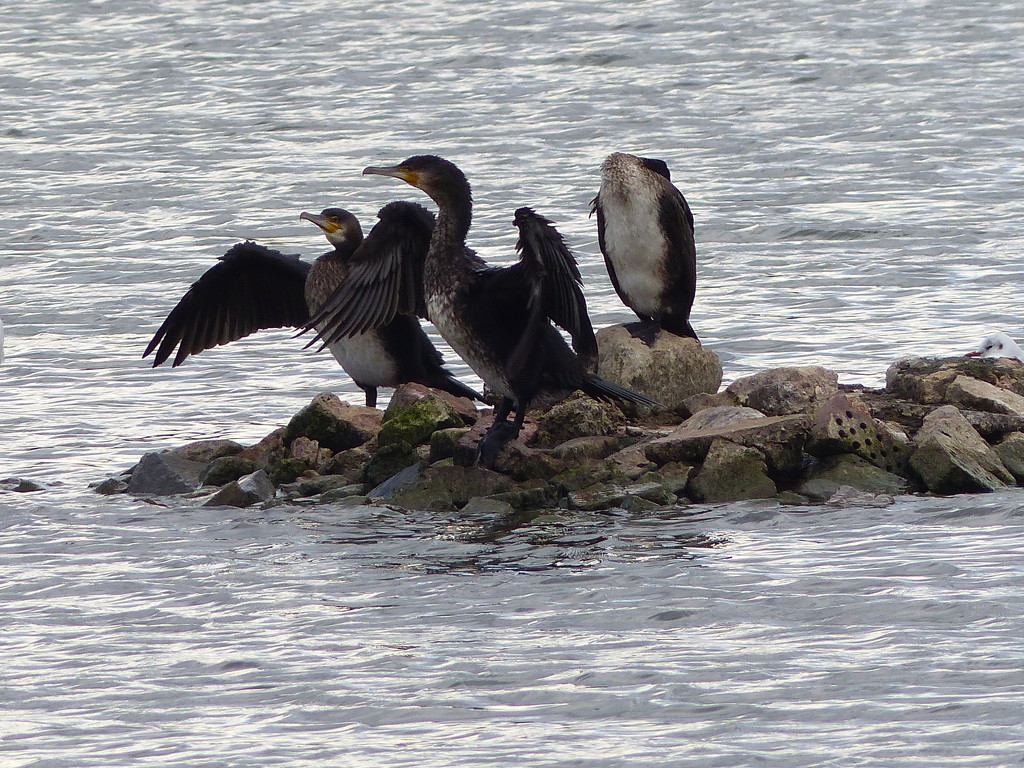 Cormorants by susiemc