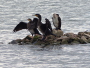 5th May 2015 - Cormorants