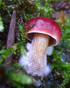 8th Jul 2015 - Teensy Tiny Mushroom