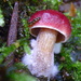 Teensy Tiny Mushroom by calm