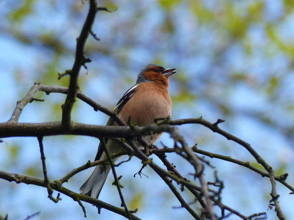  Chaffinch  by susiemc