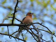 6th May 2015 -  Chaffinch 