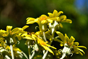 9th Jul 2015 - Yellow flowers and Insect 