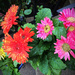 Gerber Daisies In The Rain by yogiw