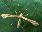 9th Jul 2015 - Yarrow Plume Moth (Gillmeria pallidactyla)