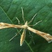 Yarrow Plume Moth (Gillmeria pallidactyla) by julienne1