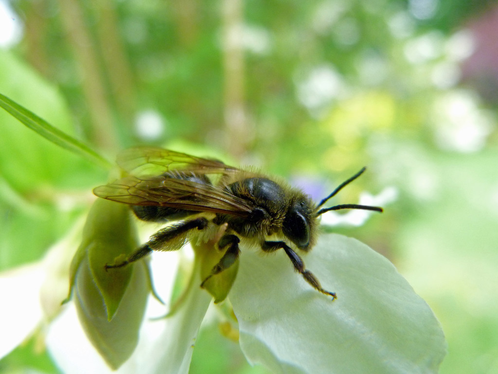 Bee by shirleybankfarm